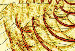 Seismic Services